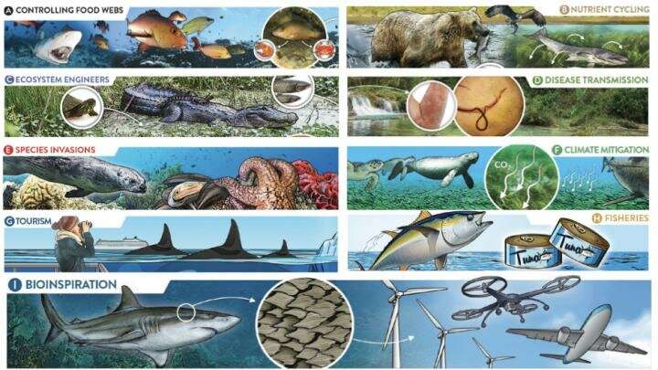 Marine Biology And Its Impact On Society