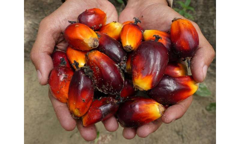 Palm oil: Less fertilizer and no herbicide but same yield?