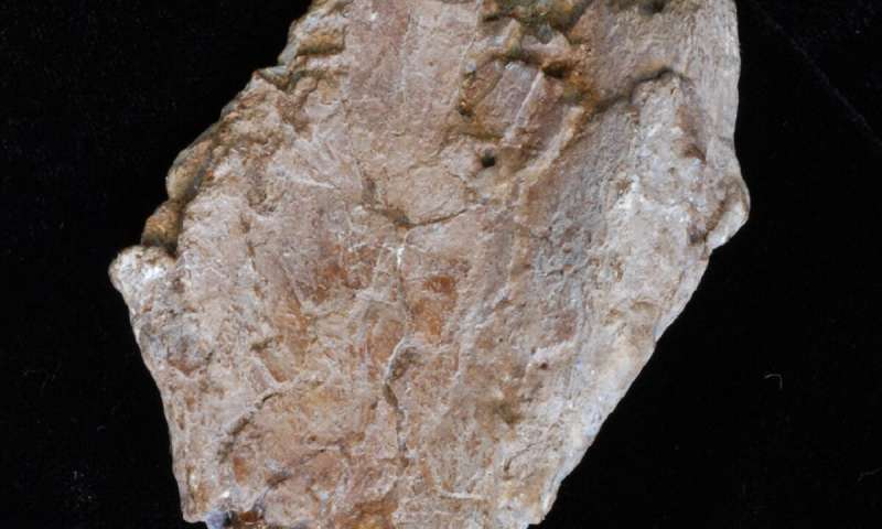 Rare 10 million-year-old fossil unearths new view of human evolution