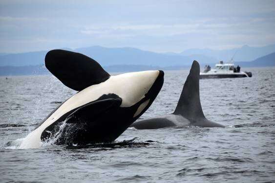 Resident orcas' appetite likely reason for decline of big Chinook salmon