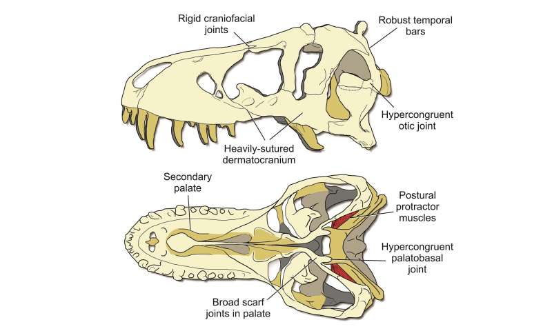 T. rex used a stiff skull to eat its prey