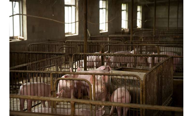 La urgencia de la vacuna crece a medida que el virus devasta los cerdos de China