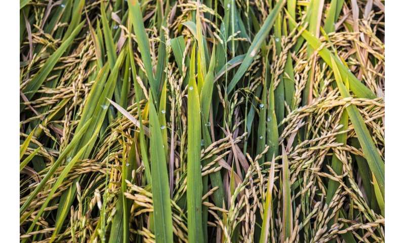 Warmer temperatures will increase arsenic levels in rice, study shows