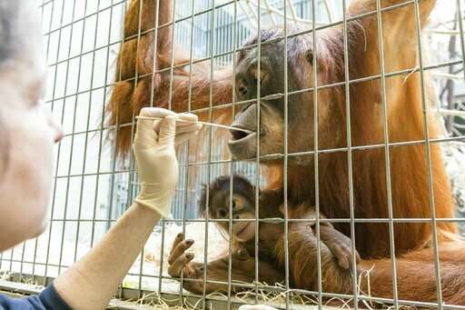 Who's the daddy? Surprise in Swiss orangutan paternity test