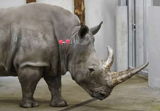 Scientists fine-tune method to save rhinos
