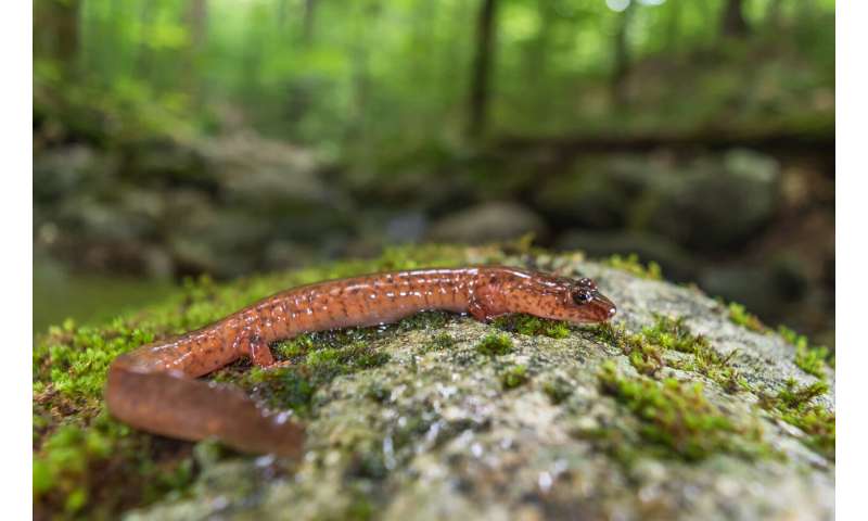 Climate change water variability hurts salamander populations