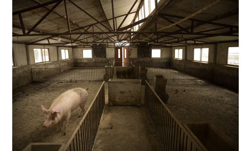 China's pig disease outbreak pushes up global pork prices