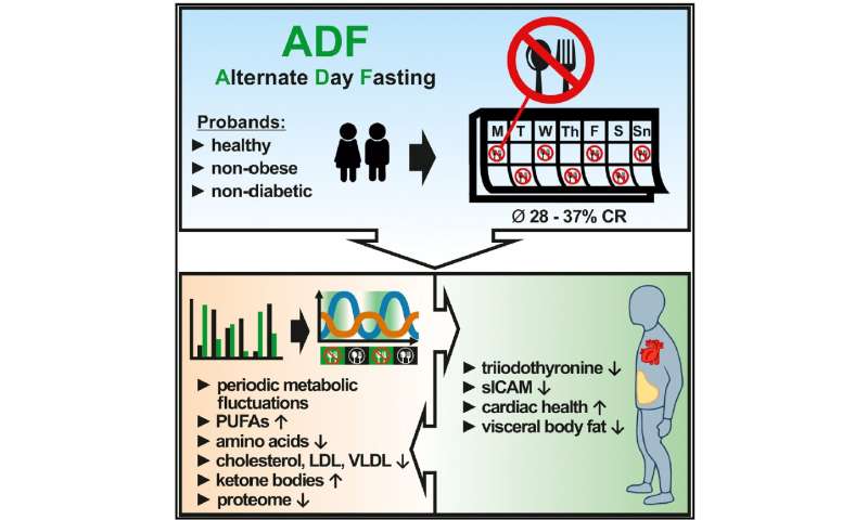 Clinical trial shows alternate-day fasting a safe alternative to caloric restriction