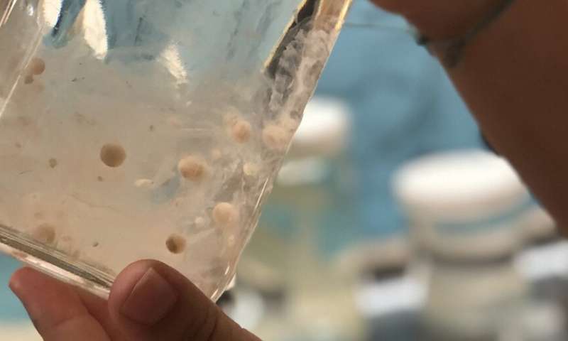 Microplastics 1 million times more abundant in the ocean than previously thought
