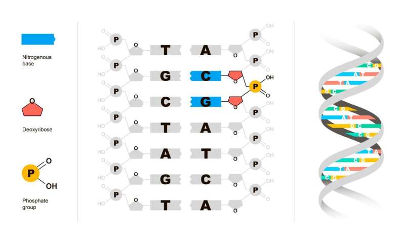 Researchers Explain Signals Of Cpg Traffic Lights In Dna