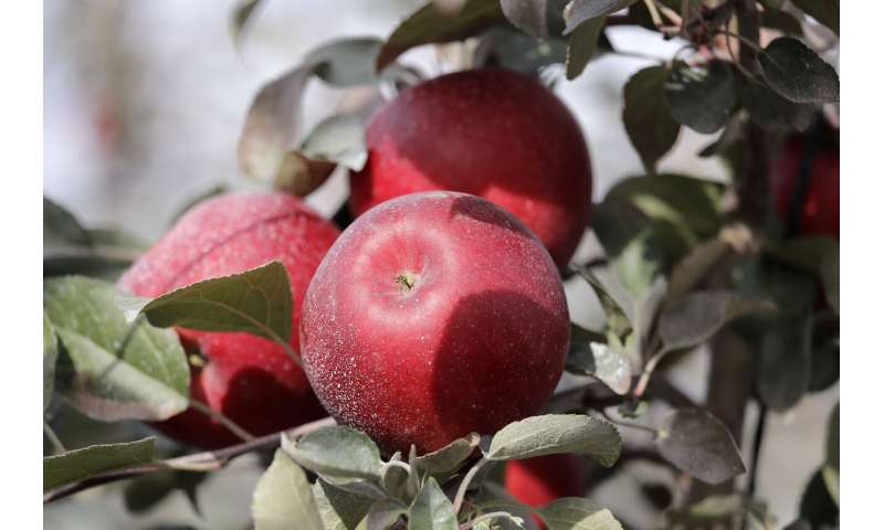 Move over, Honeycrisp: New apple to debut at grocery stores