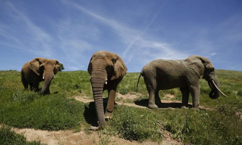 New Milwaukee zoo exhibit to improve standards for elephants
