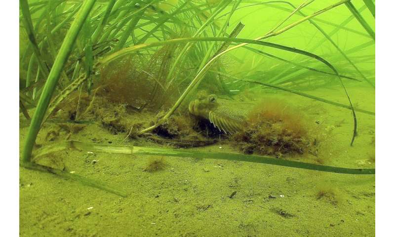 Scientists struggle to save seagrass from coastal pollution
