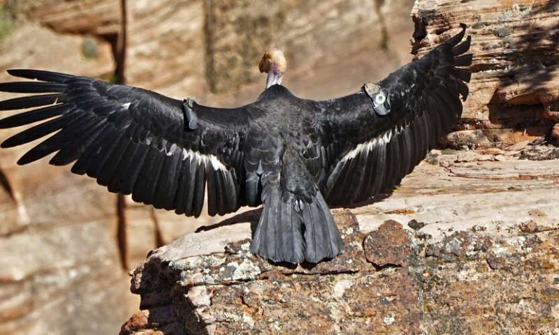 Condor chick confirmed at Zion National Park in Utah