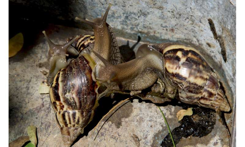 Cuba battles plague of giant snails