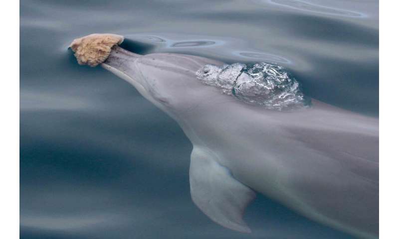 Dolphins form friendships through shared interests just like us, study finds