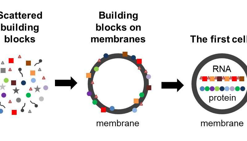 First cells may have emerged because building blocks of proteins stabilized membranes - 웹