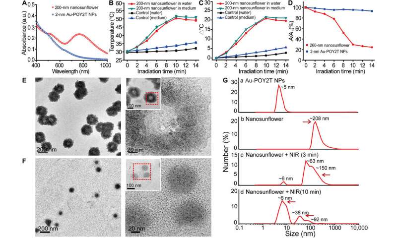 Gold-DNA nanosunflowers for efficient gene silencing and controlled transformation