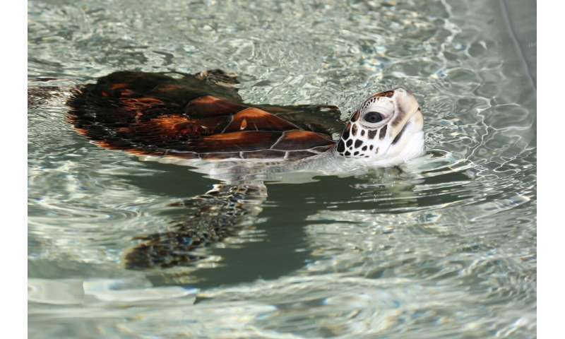Good viruses and bad bacteria: A world-first green sea turtle trial