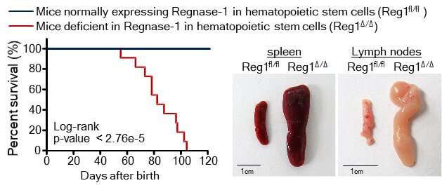 Hematopoietic stem cells: making blood thicker than water