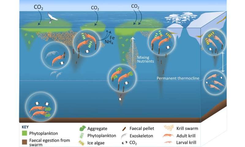 How Antarctic krill fertilise the oceans and even store carbon – all with their poo