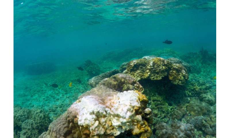 Lingering Pacific heat wave threatens Hawaii coral
