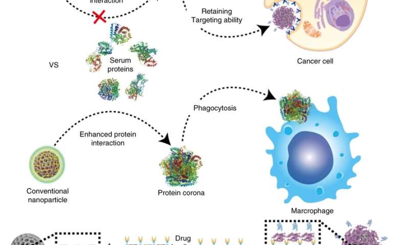Nanoparticle breakthrough in the fight against cancer