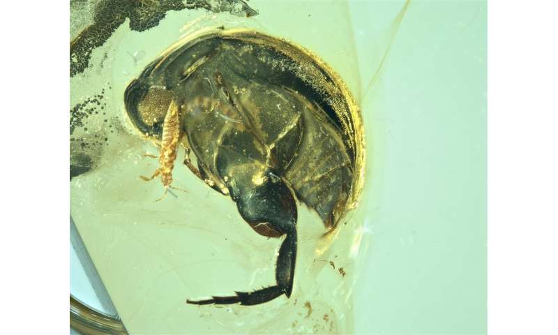 New fossil pushes back physical evidence of insect pollination to 99 million years ago