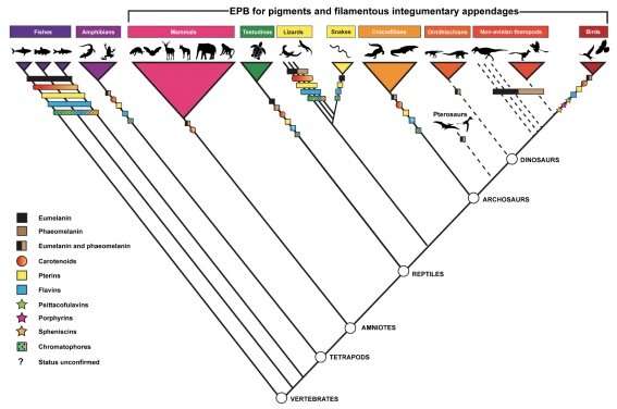 Palaeontologists evaluate fossil color reconstruction methods to propose new study framework