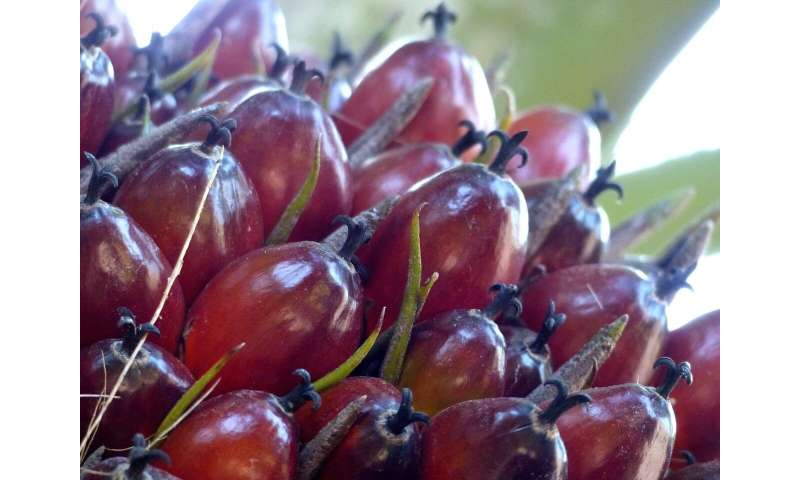 Palm oil: Less fertilizer and no herbicide but same yield?