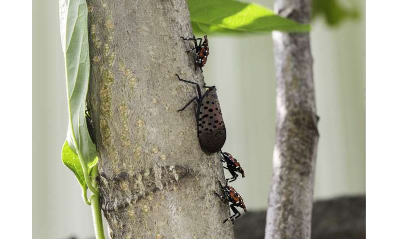 Image result for First maps of areas suitable for spotted lanternfly's establishment in US and world