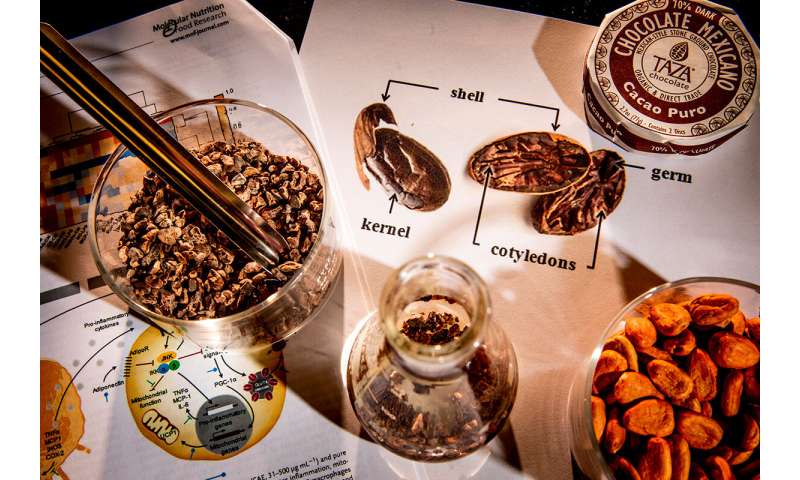 Study: Phenols in cocoa bean shells may reverse obesity-related problems in mouse cells