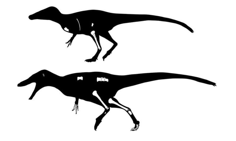 Thai dinosaur is a cousin of T. rex