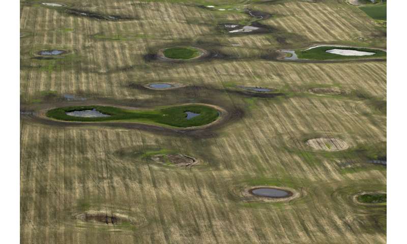 Bringing the world's buried wetlands back from the dead