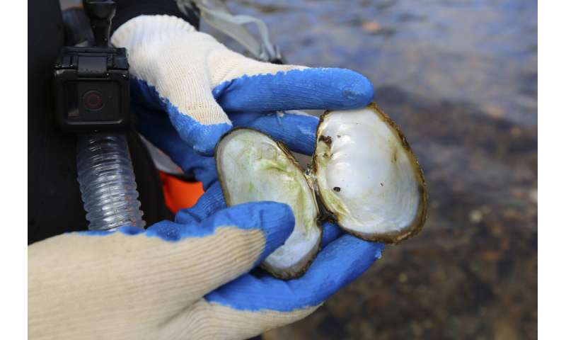 Scientists seeking cause of huge freshwater mussel die-off