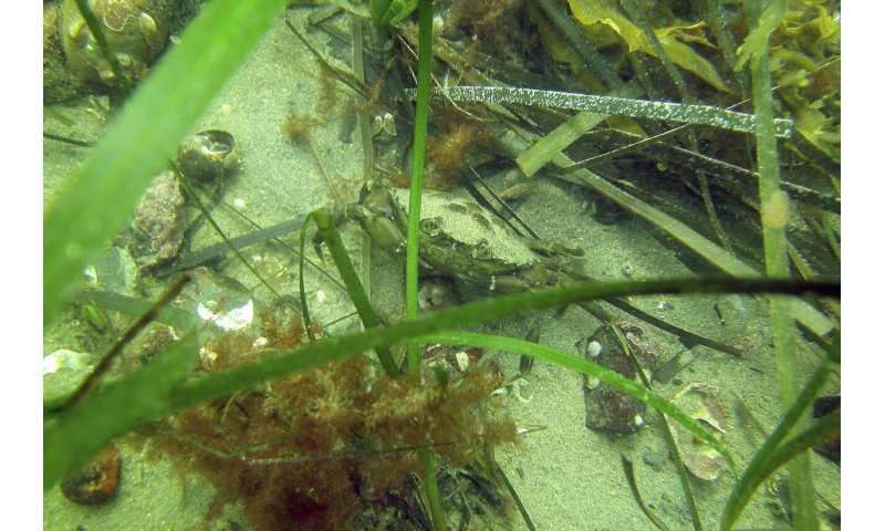 Scientists struggle to save seagrass from coastal pollution
