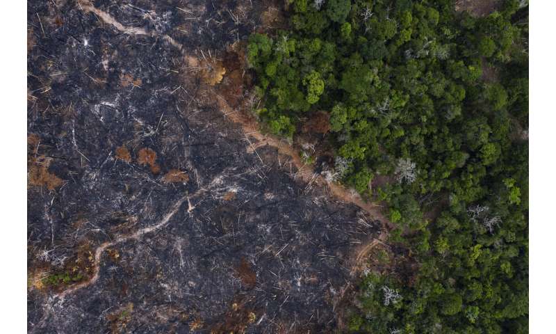 Brazil's Amazon rainforest and development at a crossroads