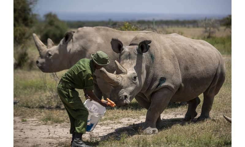 Scientists in Italy fertilize 7 northern white rhino eggs
