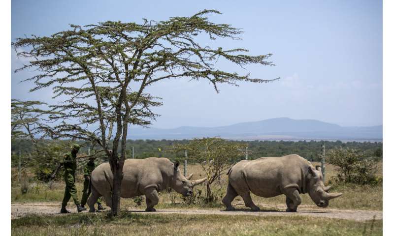 Scientists in Italy fertilize 7 northern white rhino eggs