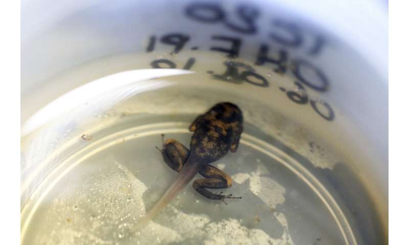 Colombian breeds rare frogs to undermine animal traffickers