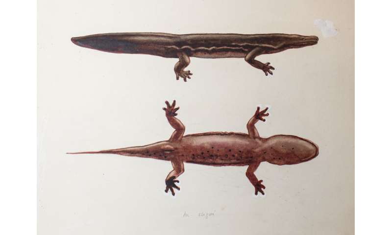New species of giant salamander is world's biggest amphibian
