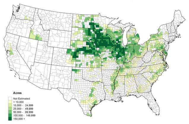 A climate change double whammy in the U.S. corn belt