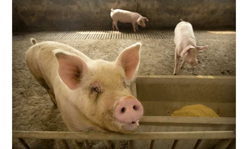 Chinese official: Pig fever outbreak 'complicated and grim'