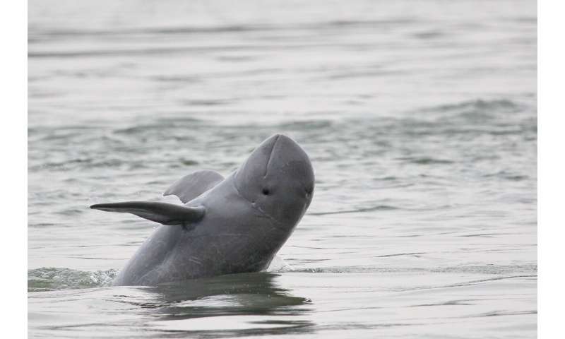 Conserving the world's endangered river dolphins takes cutting edge science and community rescues