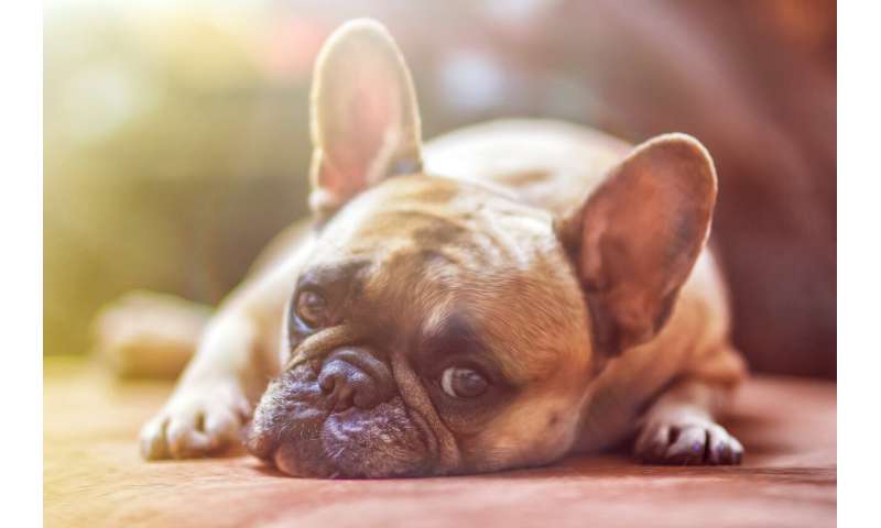 Dogs and their owners share a risk of developing diabetes thumbnail