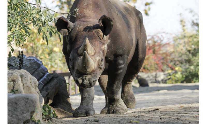 Endangered rhinos ready to be sent from Europe to Rwanda