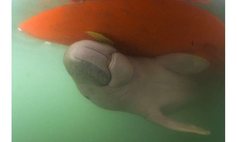 Thai vets nurture lost baby dugong with milk and sea grass