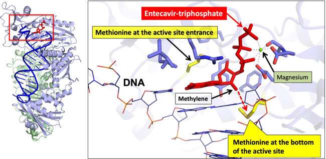 Researchers report mechanism of HBV drug entecavir and the cause of drug resistance