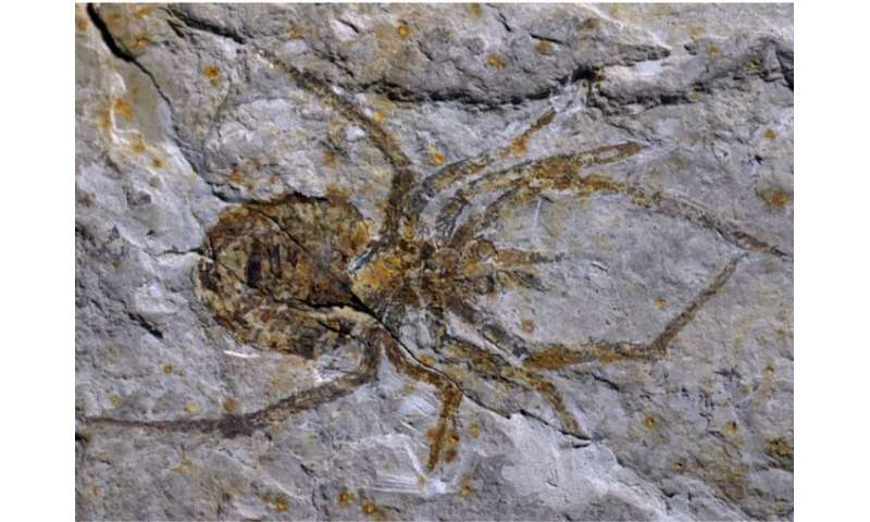 A Jackalope Of An Ancient Spider Fossil Deemed A Hoax Unmasked