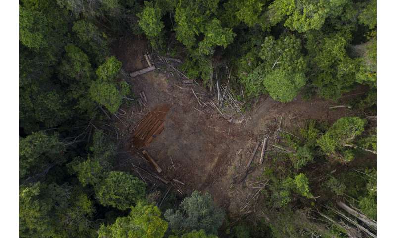 Brazil's Amazon rainforest and development at a crossroads